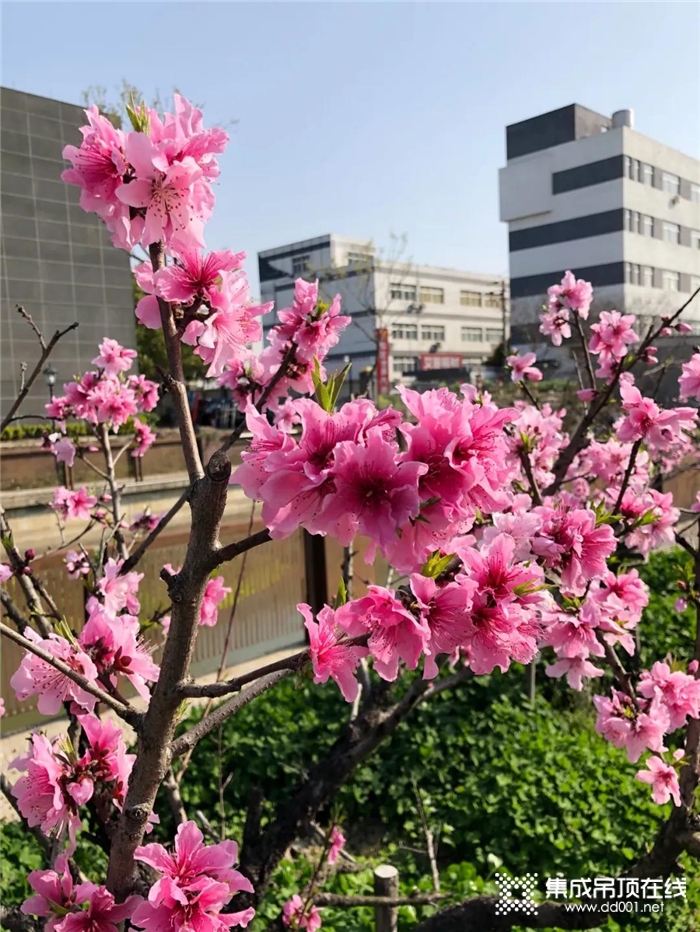 春暖花開鼎美如畫，讓我們走進鼎美，釋放熱情放飛希望！